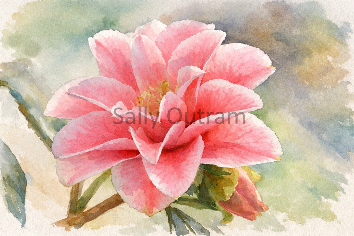 Heritage In Bloom - Double Dream Amaryllis