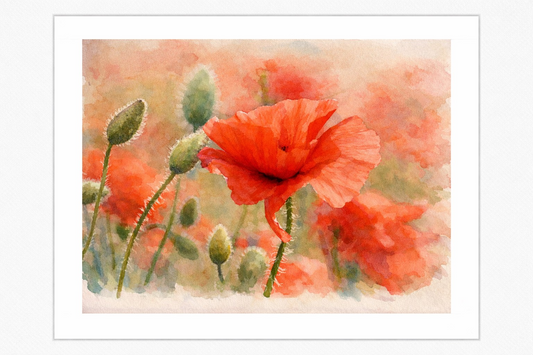 Wild Poppies