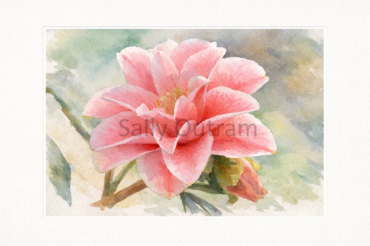 Heritage In Bloom - Double Dream Amaryllis