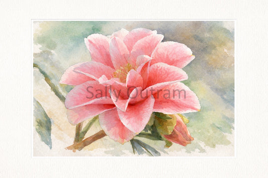 Heritage In Bloom - Double Dream Amaryllis